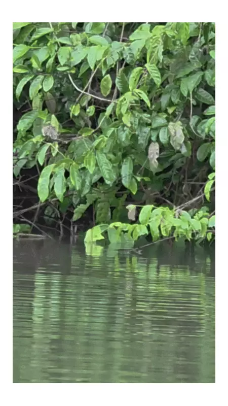 Pescador flagra peixe saltando para comer folhas no Rio Paxiúba; vídeo viraliza