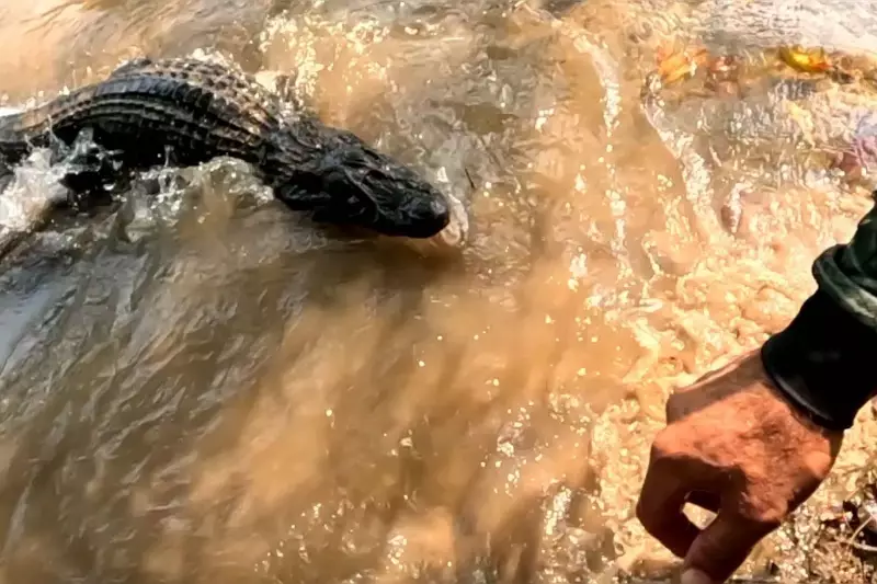 Pescador quase é mordido por jacaré ao salvar amigo em ataque no AM