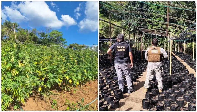PF e PM do Ceará destroem plantação de 15 mil pés de maconha no Maciço do Baturité