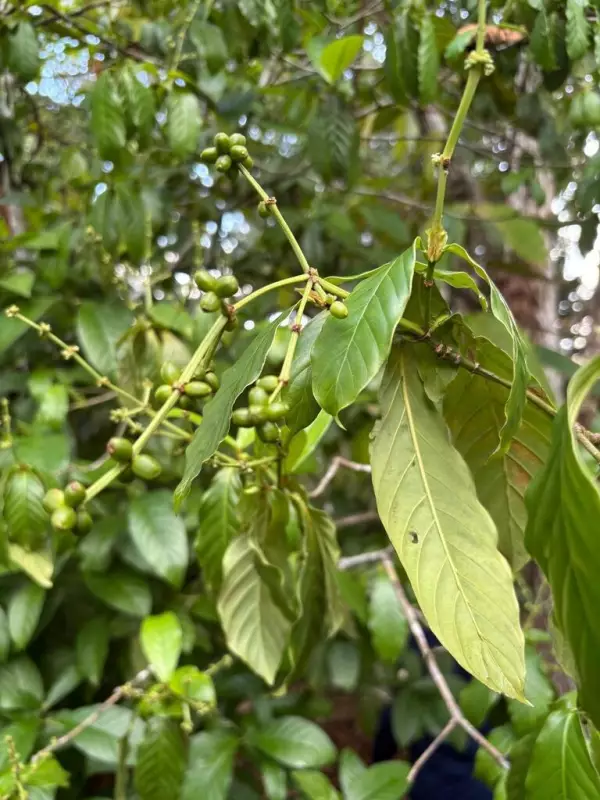 Plantas da Amazônia vão ao espaço para testar cura de Alzheimer e Parkinson