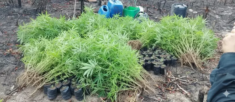Polícia destrói plantação de maconha com 400 pés em Terra Alta, PA