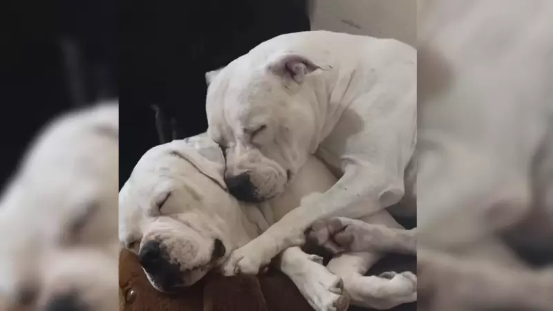 Polícia investiga morte de dois pitbulls a tiros em sítio de São Roque