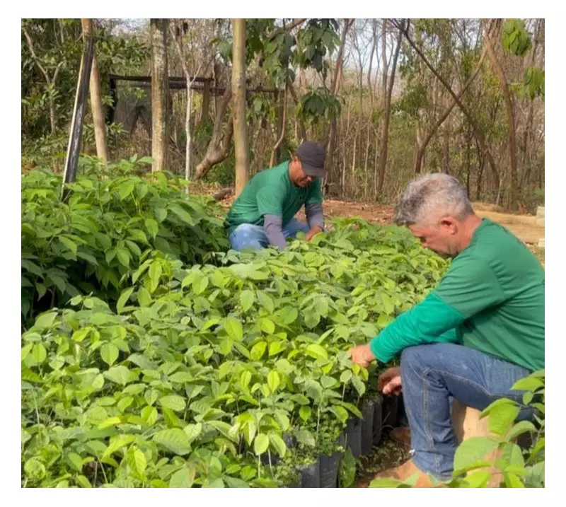 Prefeitura de Montes Claros doa até 3 mudas por ano para cada cidadão