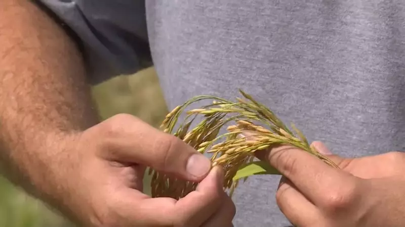 Preço do arroz atinge menor patamar em 4 anos: entenda os motivos