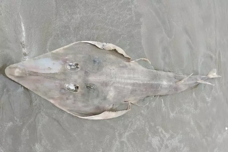 Raia-viola em extinção é encontrada morta em praia de Itanhaém, SP