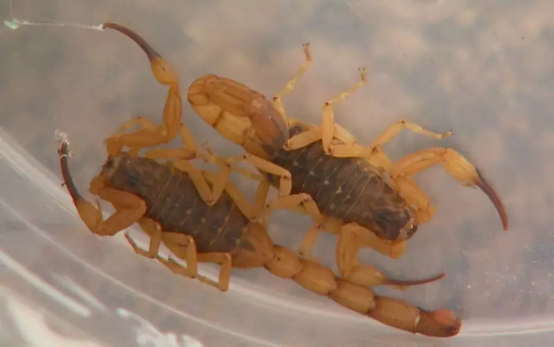 Ribeirão Preto muda protocolo: crianças até 10 anos vão direto ao HC após picada de escorpião