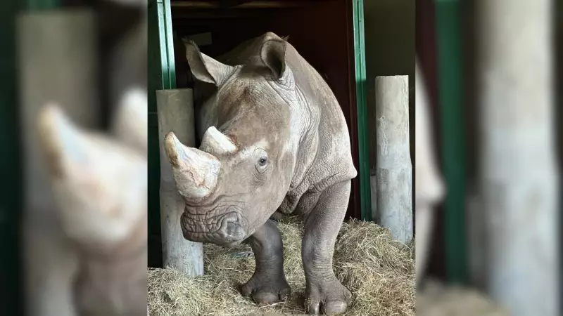 Rinoceronte-branco de 2 toneladas chega a SP para projeto pioneiro de reprodução