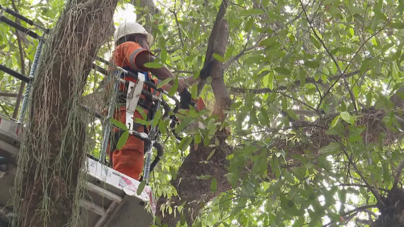 Rio: Apenas 1 em 12 empresas comprova plantio de árvores como compensação
