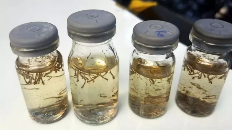 Rosana (SP) investiga morte suspeita por dengue após aumento de 341% nos casos