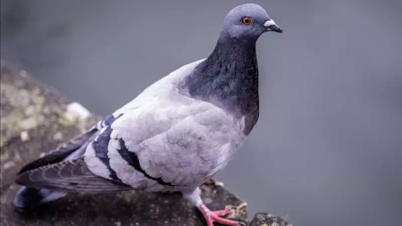 Rússia testa pombos com chips cerebrais como biodrones para vigilância