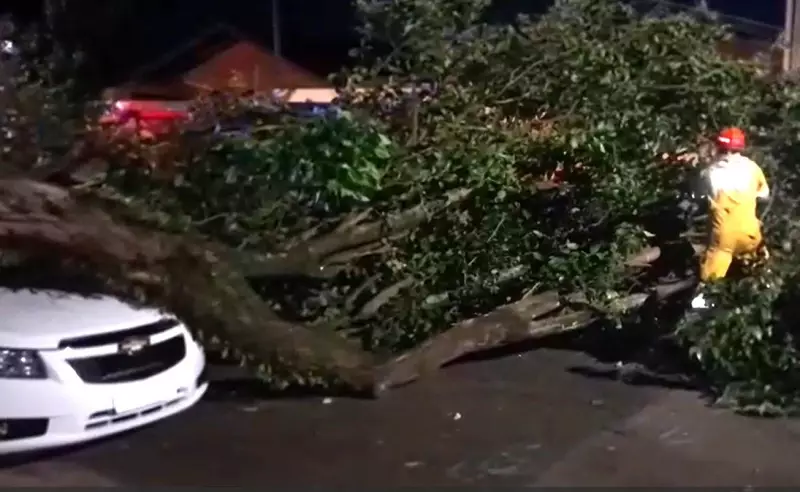 Árvore cai sobre carro em Limeira: veículo destruído, mas sem vítimas