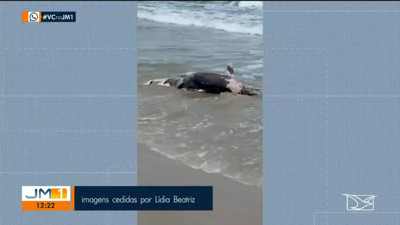 Segundo animal marinho morto em 2 dias: golfinho é encontrado na Praia do Araçagi