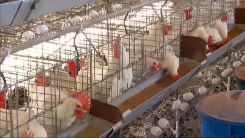 Setor de proteína animal projeta recordes em 2025, diz ABPA