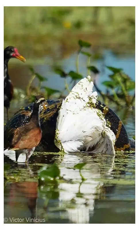 Sucuri-amarela captura garça em ataque rápido no Pantanal de MT