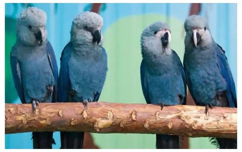 Surto de circovírus em ararinhas-azuis: ICMBio cita 31 aves infectadas, criadouro diz serem 5