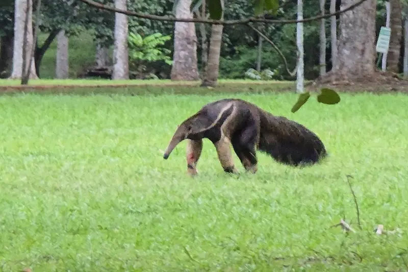 Tamanduá-bandeira é flagrado passeando em parque de Porto Velho