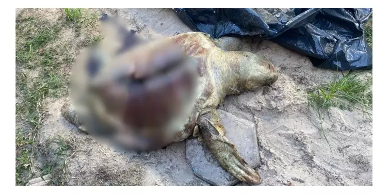 Tartaruga marinha é encontrada morta na Praia da Ponta do Farol, em São Luís