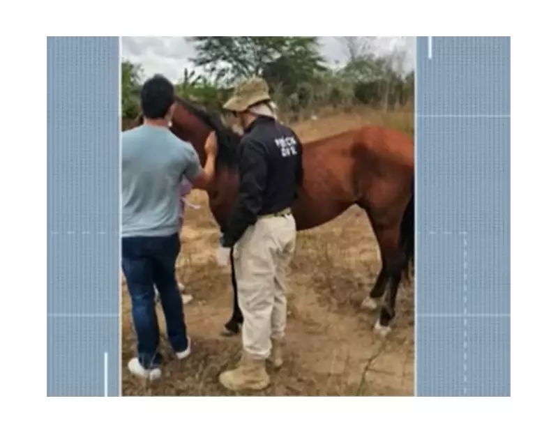 Tutor de cavalo acidentado em Campina Grande responderá por maus-tratos