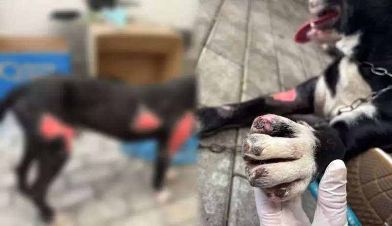 Tutor preso por arrastar cão por 1 km em Blumenau: cenas de crueldade