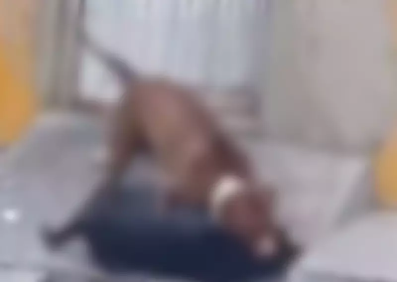 Tutor será indiciado por maus-tratos após ataque de cão em Aracaju