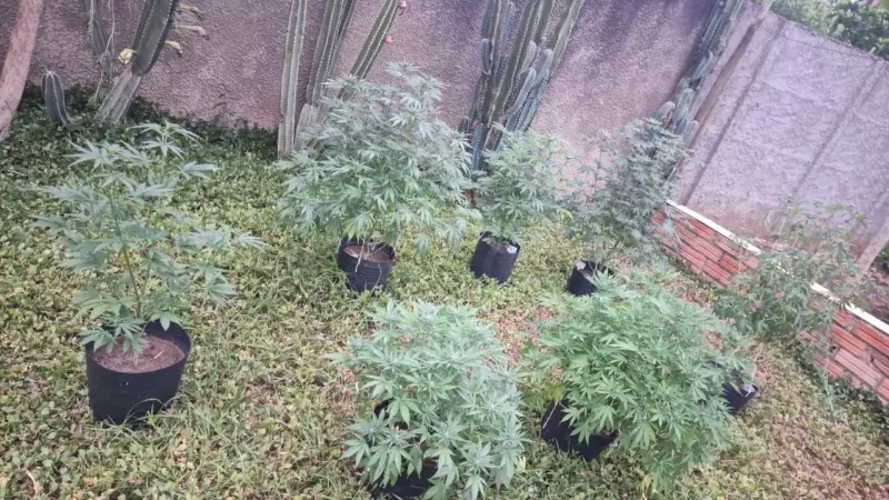 Uberlândia: homem preso com 26 pés de maconha em casa no Morada Nova