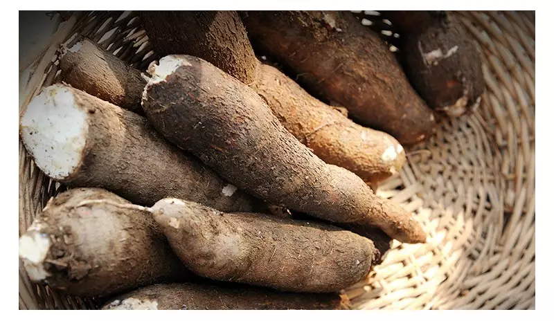 Vassoura-de-bruxa ameaça mandiocais no AM: Adaf alerta agricultores