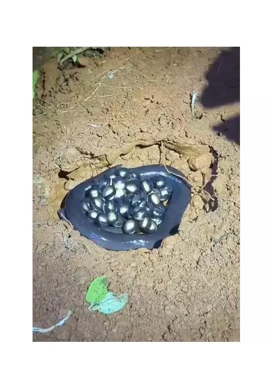 Vídeo raro flagra cecília protegendo ninho com ovos transparentes