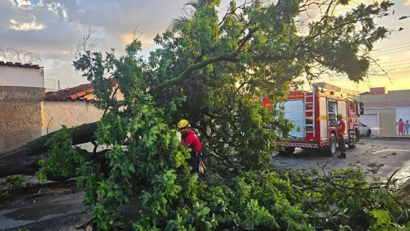 Ventos de 60 km/h derrubam 11 árvores e arrastam móveis em Montes Claros