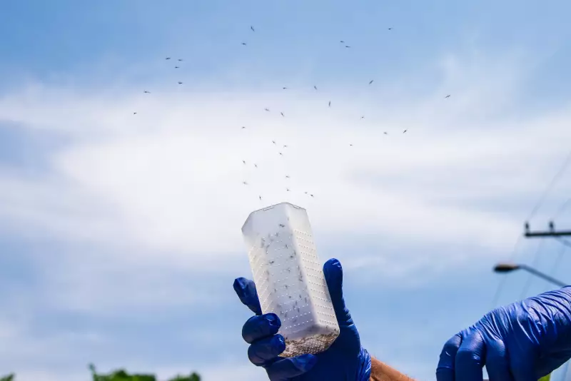 Wolbachia reduz casos de dengue em mais de 60% em Campo Grande, aponta estudo