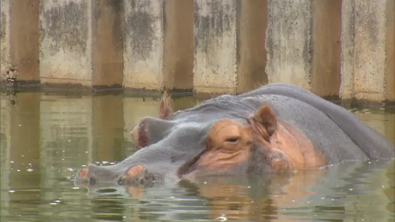 Zoológico de Brasília celebra 68 anos: história, animais e missão de preservação