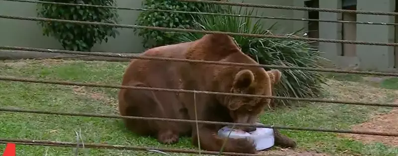 Zoológico de SC usa picolés de sardinha e banhos de mangueira para refrescar animais
