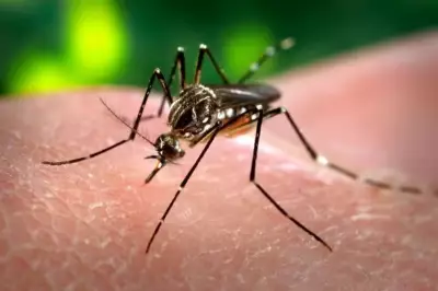 Aldeia Xukuru recebe 1ª política pública mundial com mosquitos estéreis contra dengue