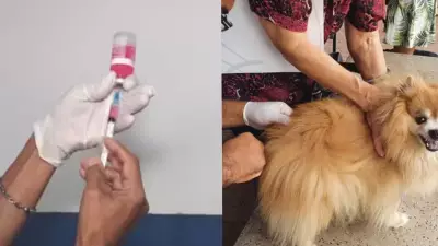 Amapá registra 3º caso de raiva humana em 2025; vítima morre após ataque de macaco