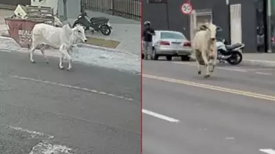Boi foge de caminhão e corre 2 km por ruas de Paranavaí, no PR