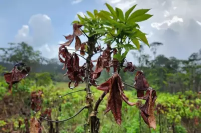 Clonagem in vitro combate praga da mandioca no Amapá e garante produtividade