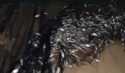 Grande pescaria em Cabo Frio surpreende moradores com volume e variedade