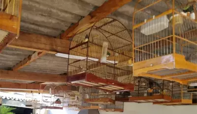 Guarda apreende 55 aves silvestres em garagem de Valinhos; idoso autuado