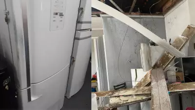 Macacos-prego invadem casas em SC: prejuízos e desespero há mais de 1 ano