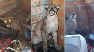 Onça-parda é capturada em lavanderia de casa em Nova Xavantina, MT