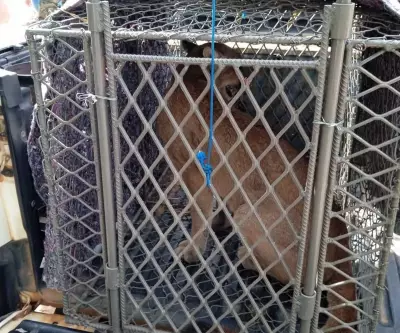 Onça-parda capturada em armadilha após sumiço de galinhas em sítio de Charqueada