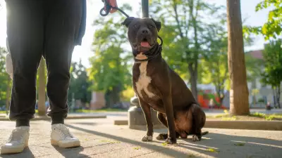 Pitbull ataca mãe e filha de 3 anos em MG; animal adotado há um mês