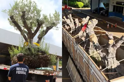 Receita apreende oliveiras centenárias irregulares avaliadas em R$ 800 mil