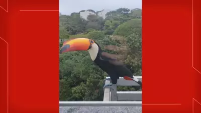 Tucano pousa em janela de prédio e encanta moradora de Brasília