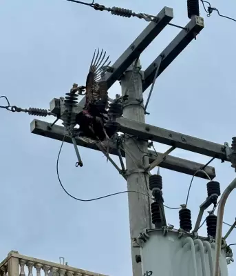 Urubu causa curto-circuito e deixa cabo energizado em Arraial do Cabo