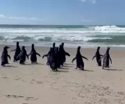 13 pinguins-de-magalhães retornam ao mar em Florianópolis após reabilitação