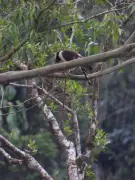 Acauã preda coral-verdadeira em cena rara registrada em Tapiraí, SP