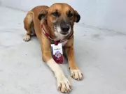Cadela 'Carmela' é adotada em obra do MP-AC, ganha crachá e vira mascote oficial
