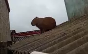 Capivara sobe em telhado em Ijaci e mobiliza Bombeiros para resgate