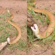 Cobra-de-duas-cabeças é encontrada em Rondônia: biólogo revela segredos do réptil