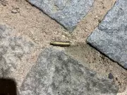 Ex-policial executado em RN: suspeito preso após mais de um ano